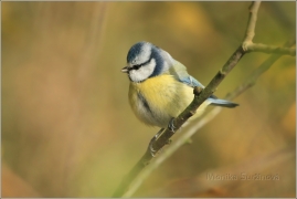 <p>SÝKORA MODŘINKA (Cyanistes caeruleus) /Eurasian blue tit - Blaumeise/</p>
